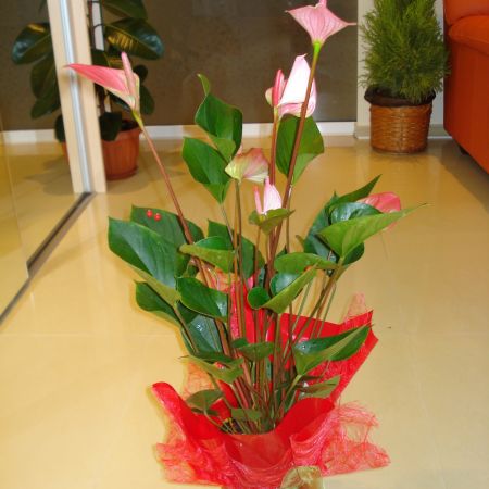 Anthurium